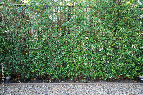 Evergreen plant and tree hedge fence