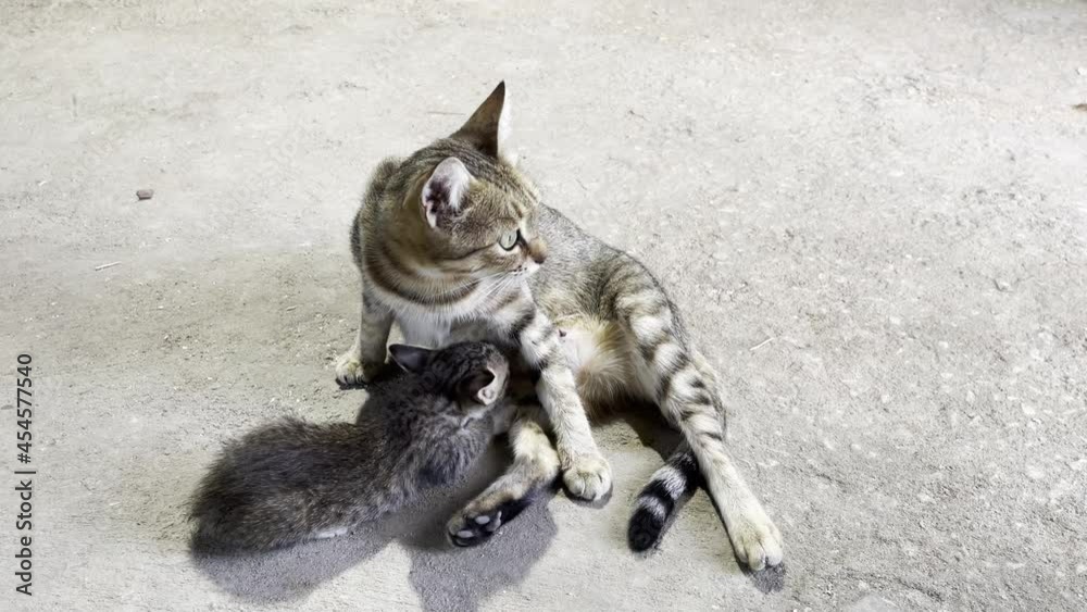 A cat stops breastfeeding a kitten and go away living it alone A cat stops breastfeeding a kitten and go away living it alone