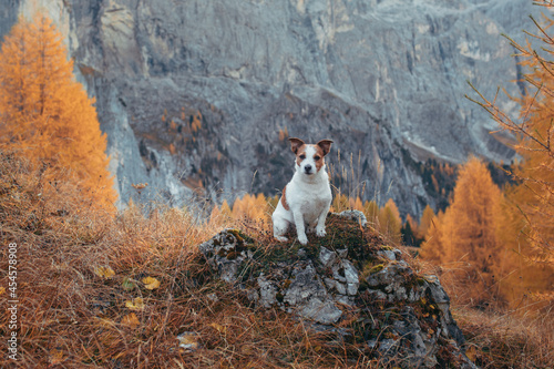 dog in the autumn mountains . Jack Russell Terrier in dolomites Alps. Italian landscape. Hiking with a pet