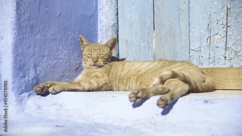 Gato tumbado durmiendo al sol en una puerta azul en chefchaouen photo