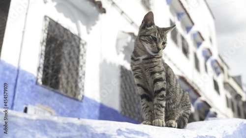 Gato gris de rayas atigrado sentado en el suelo de una calle es Chefchaouen , marruecos photo