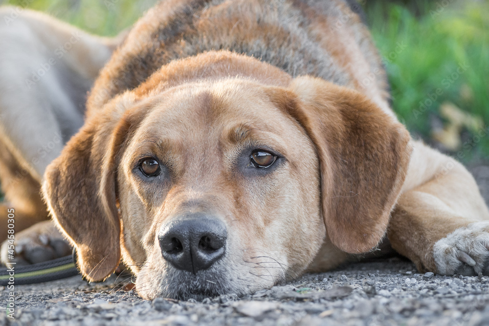 Portrait of a Polish Bracke Dog