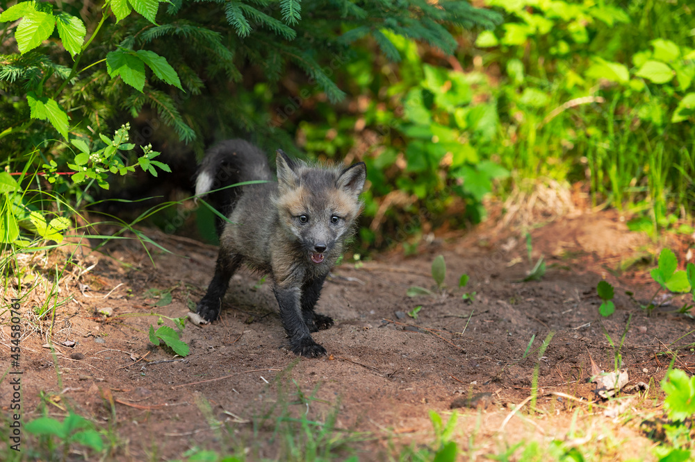 Red Fox (Vulpes vulpes) Kit Stands Tail Curled at Den Site Summer Red Fox (Vulpes vulpes) Kit Stands Tail Curled at Den Site Summer