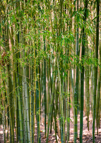 closeup of bamboo 