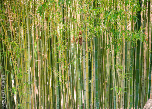 closeup of bamboo 