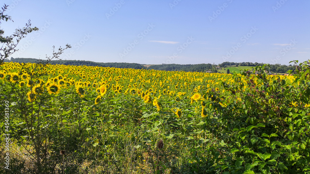 Fields of organic sunflowers, under an azure blue sky