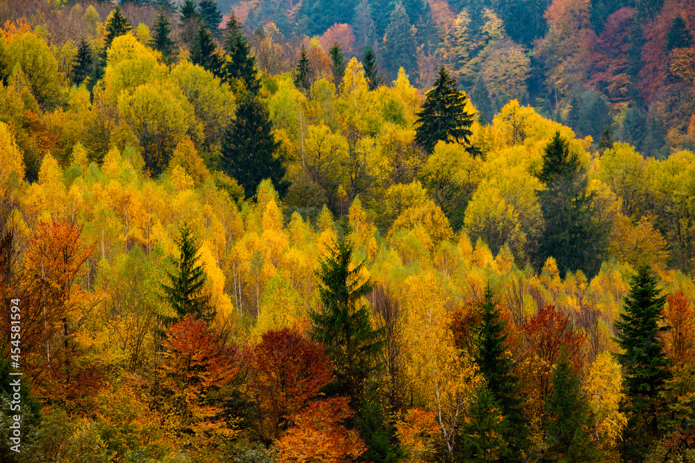 Abstract background of autumn colorful trees. 