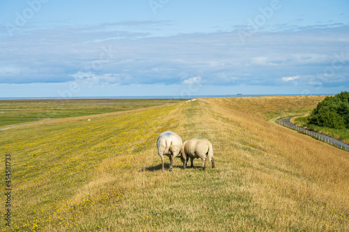 Schafe werden an der Norseeküste zur Deichpflege engesetzt