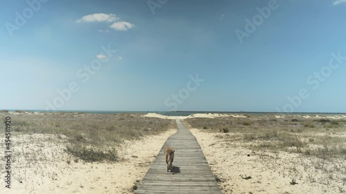 perro avanzando por un camino de tablones de madera en dirección al mar