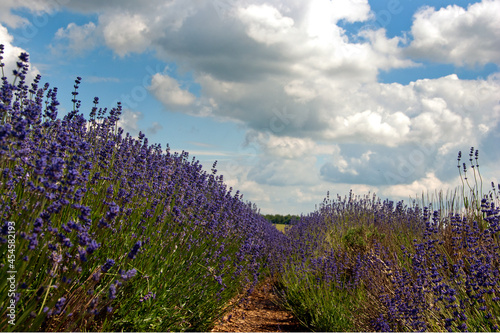 Lavender Field Summer Flowers Cotswolds Gloucestershire England