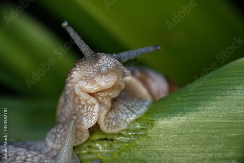 Close-up of a snail's body on an iris leaf