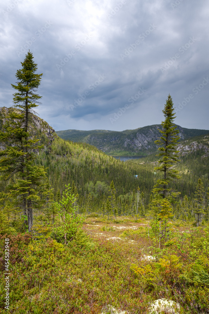 The boreal forest surrounding the mountains in Charlevoix, Qc, Canada The boreal forest surrounding the mountains in Charlevoix, Qc, Canada