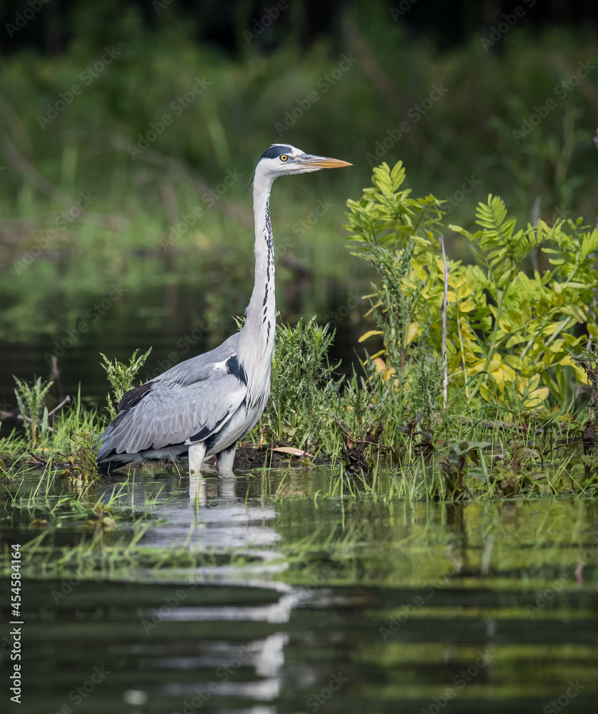 Fototapeta premium great blue heron
