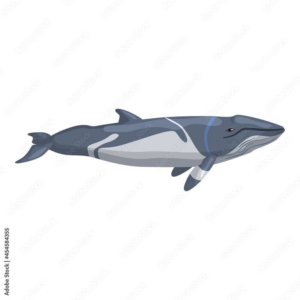 Fototapeta premium lesser rorqual isolated on white background. Cartoon character of ocean for children. Simple print with marine mammal.