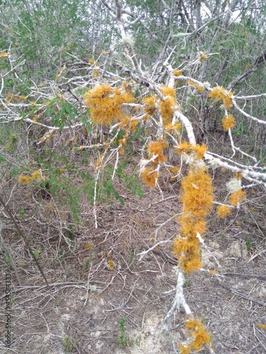  Líquen barba-de-velho (gênero Usnea) com duas cores em galhos de arbusto morto, na Caatinga (Nordeste brasileiro). photo