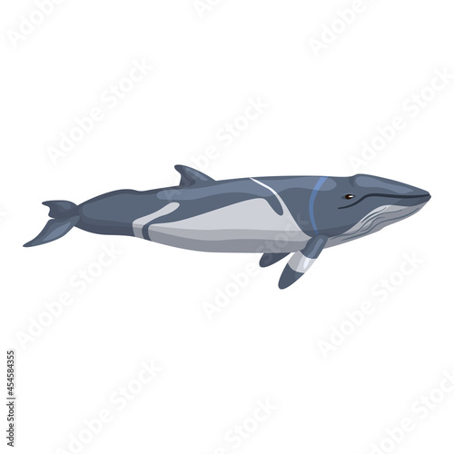 lesser rorqual isolated on white background. Cartoon character of ocean for children. Simple print with marine mammal. photo