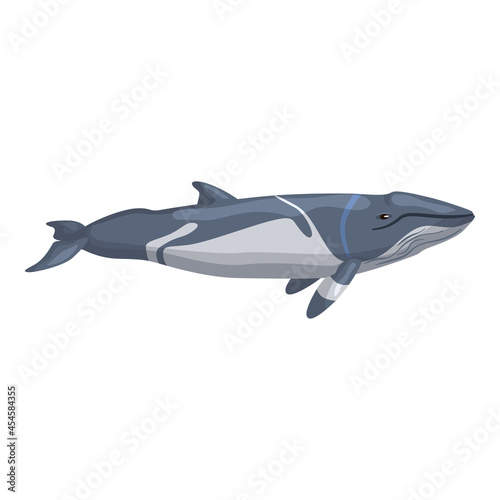 lesser rorqual isolated on white background. Cartoon character of ocean for children. Simple print with marine mammal.