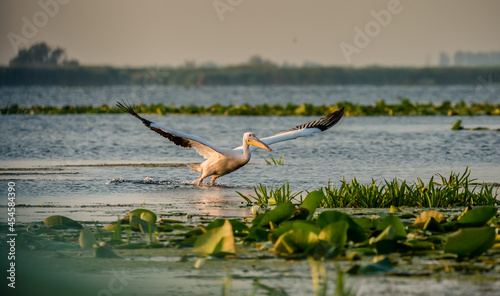 Fotografía pelican in flight