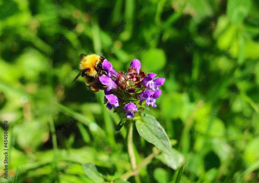 bourdon et plante bourdon et plante