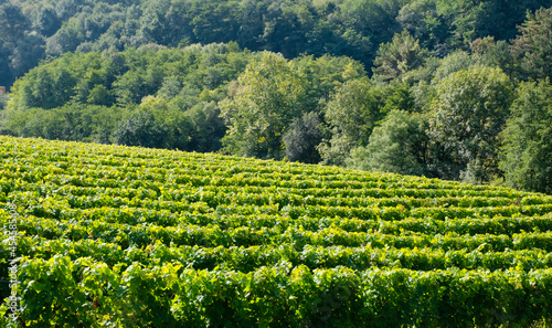Vineyards for the production of Txakoli in the Talaia mountain, town of Zarautz, Basque Country. photo