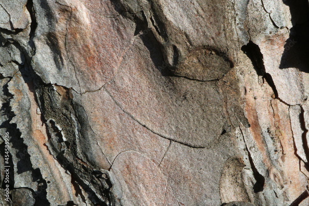 Tree bark. Wood moss. Abstract background. Macro. Tree bark. Wood moss. Abstract background. Macro.