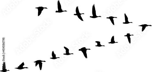 Fototapete V formation of birds, gooses flock
