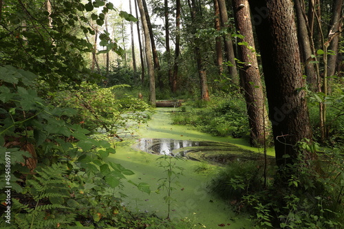 Fototapeta Naklejka Na Ścianę i Meble -  Green forest swamp. Green duckweed is growing in fashion. Trees grow in water. Shadows from trees on the water. 