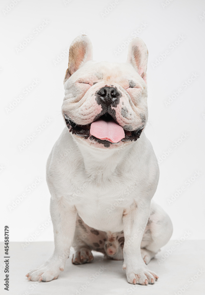 French bulldog running and jumping isolated on white studio background. French bulldog running and jumping isolated on white studio background.