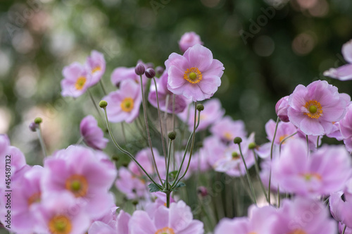 Anemone hupehensis praecox pink petal simplicity flowering plant, windflowers flowering plants in the garden © Iva