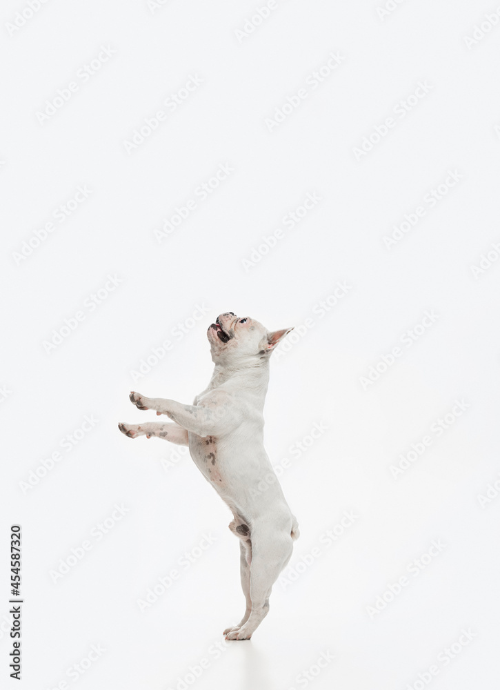 custom made wallpaper toronto digitalFrench bulldog running and jumping isolated on white studio background.