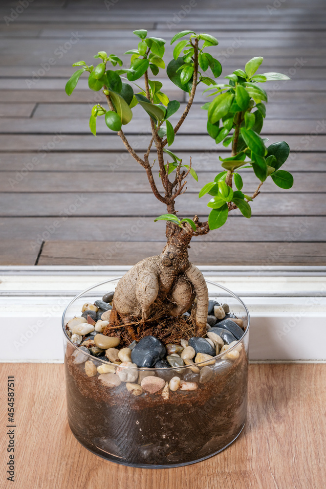 Ficus ginseng bonsai in a large glass pot on the floor of an apartment with  access to a terrace Photos | Adobe Stock
