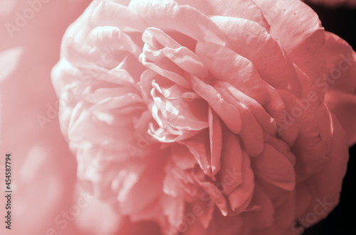 Pink soft rose background texture 