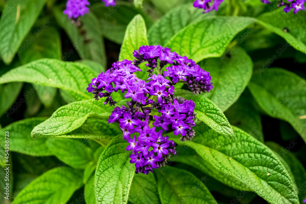 Closeup of a beautiful heliotrope plant with its characteristic flowers. Note the incredible purple color of the petals. Closeup of a beautiful heliotrope plant with its characteristic flowers. Note the incredible purple color of the petals.