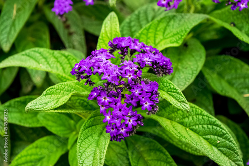 Closeup of a beautiful heliotrope plant with its characteristic flowers. Note the incredible purple color of the petals. photo