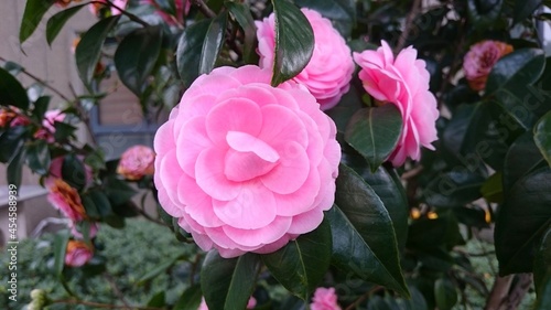 Perfect pink flower growing from the flower bush in surburban garden