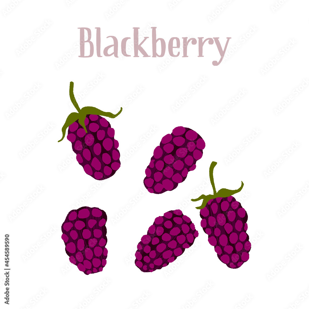Delicious ripe blackberry. Different berries on the stem and without.