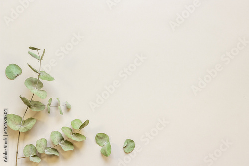 Eucalyptus leaves and branches pattern flat lay photo