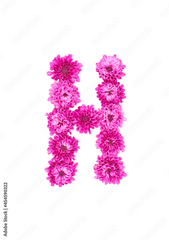 Letter H made of flowers, figures from pink Chrysanthemum, isolated on white background.