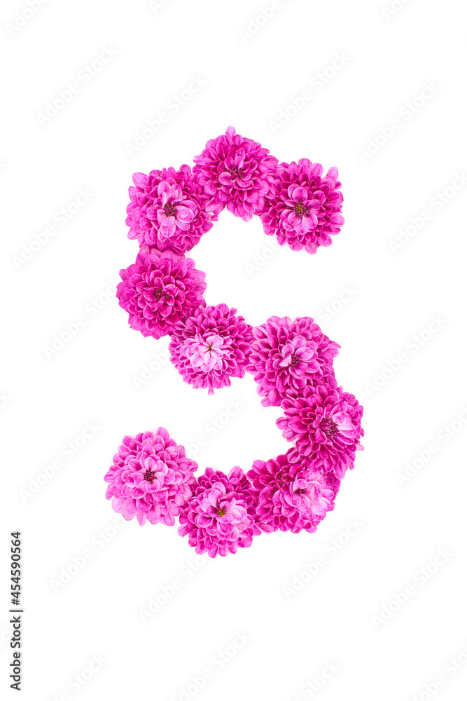 Letter S made of flowers, figures from pink Chrysanthemum, isolated on white background.
