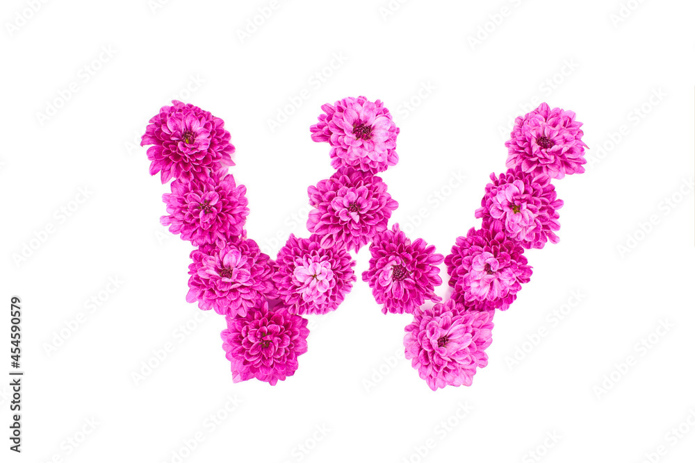 Letter W made of flowers, figures from pink Chrysanthemum, isolated on white background.