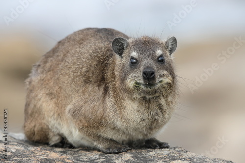 Close up of one Cape Dassie (Procavia capensis ssp. Capensis) on rocks, South Coast, South Africa. Animal portrait. One animal. photo