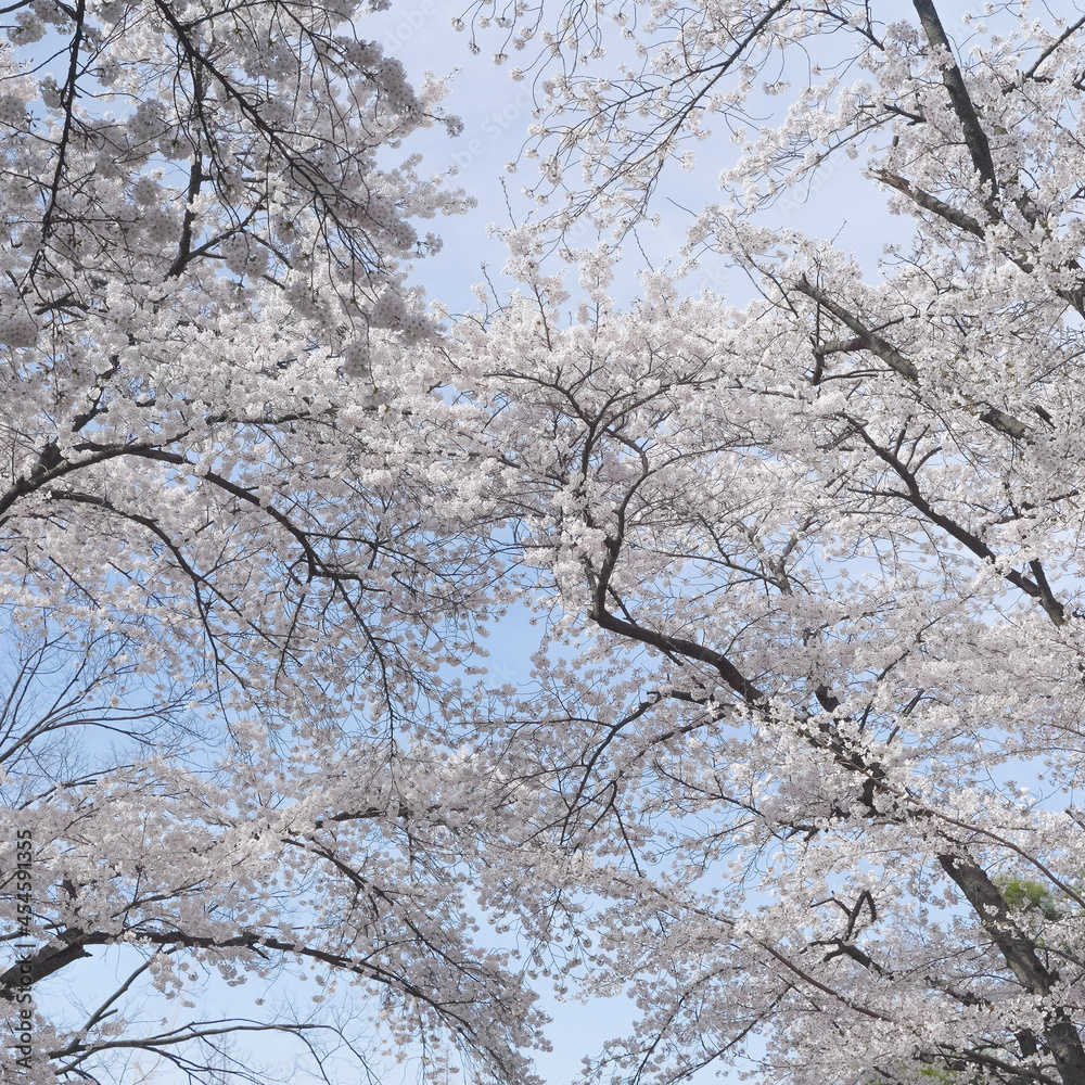 blossom in spring blossom in spring