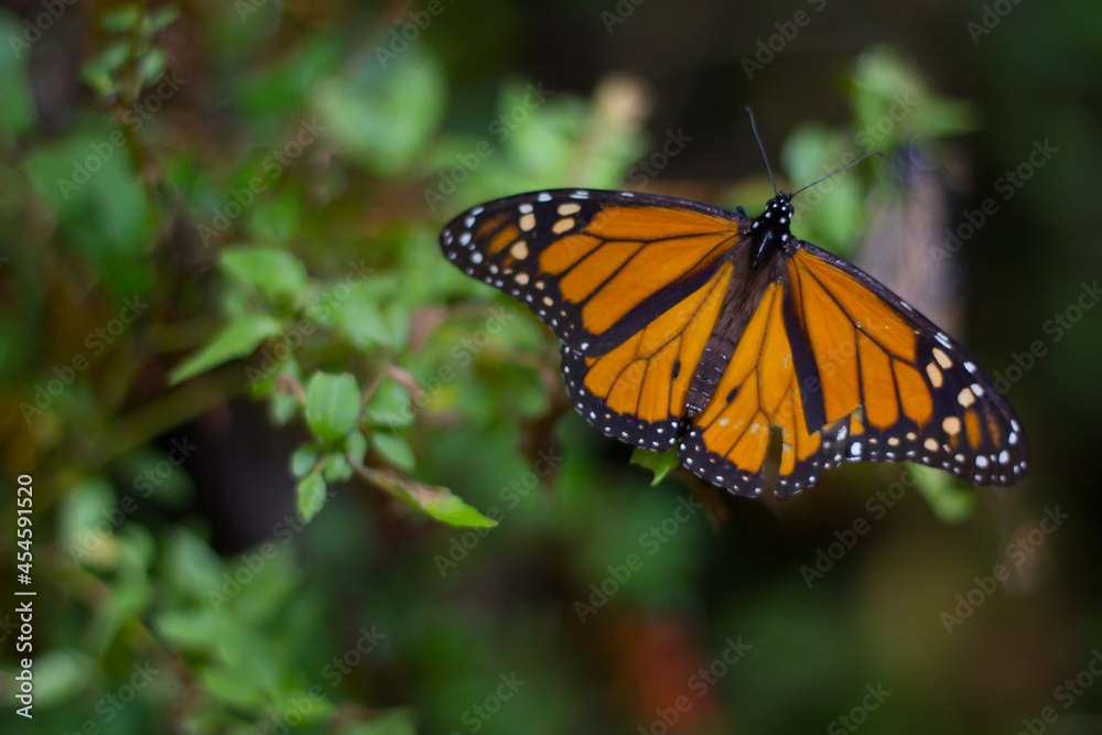 Mariposa monarca, morelia michoacan Mariposa monarca, morelia michoacan