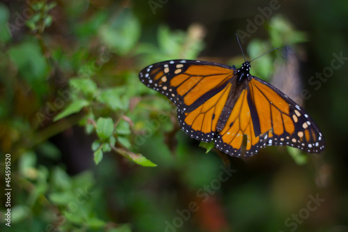 Mariposa monarca, morelia michoacan