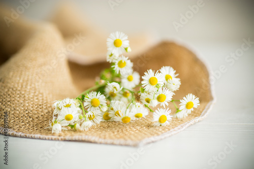 a bouquet of white uncultivated wild chamomile