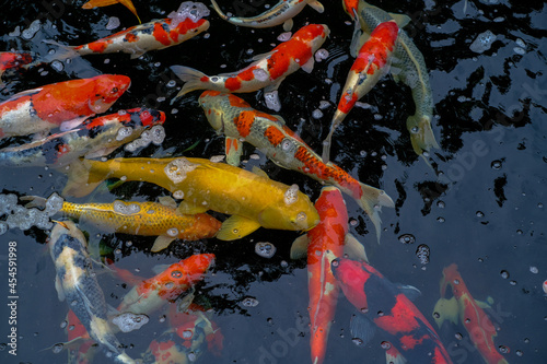 koi fish swimming in a pond