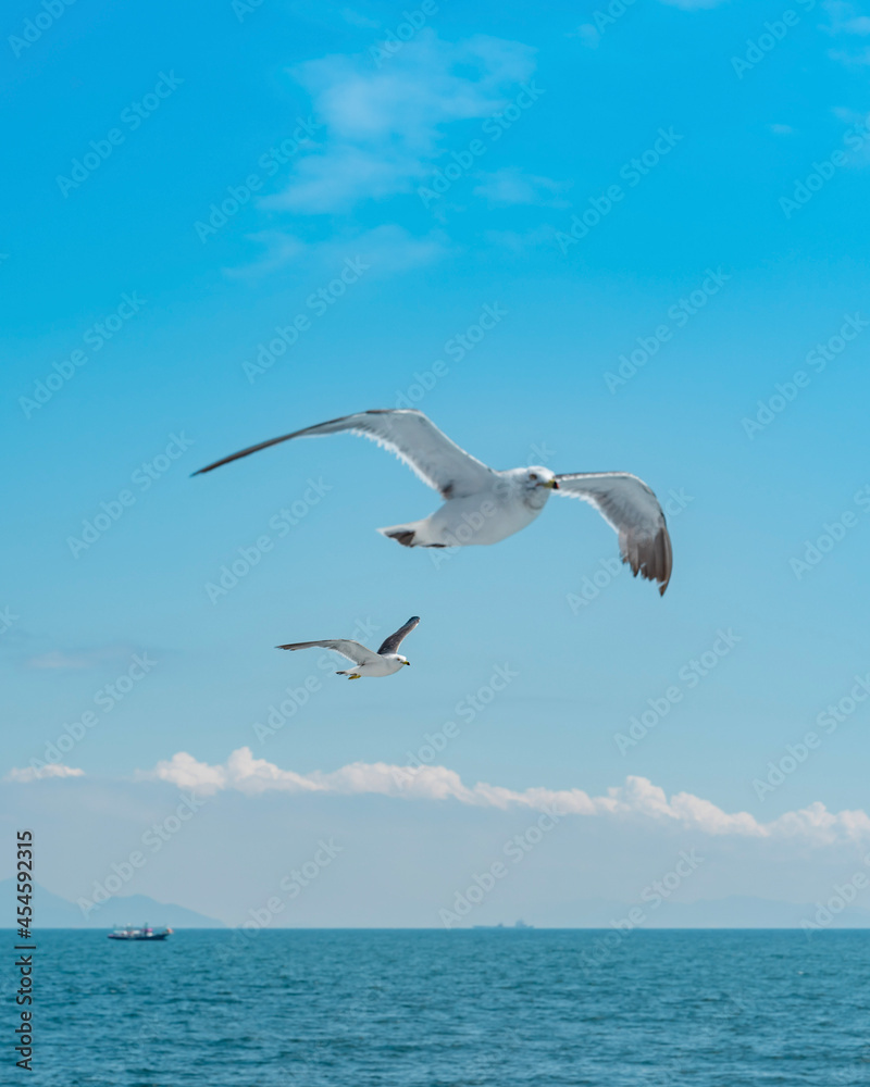 seagull in flight