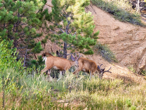 Male mule deer bucks walking through grasslands.