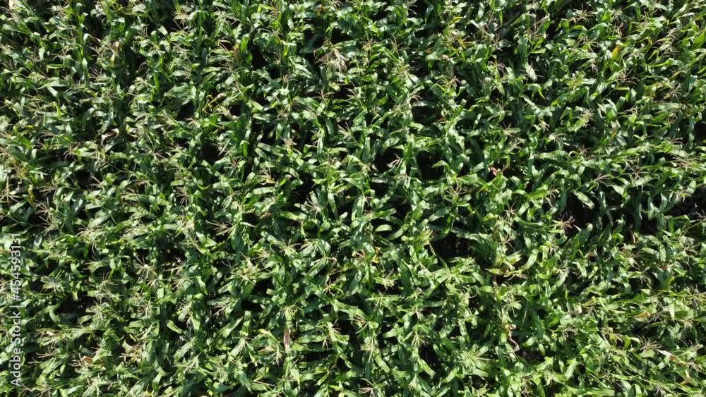 Excellent growth of green corn in the field of agriculture. High yields of corn crops. Excellent growth of green corn in the field of agriculture. High yields of corn crops.