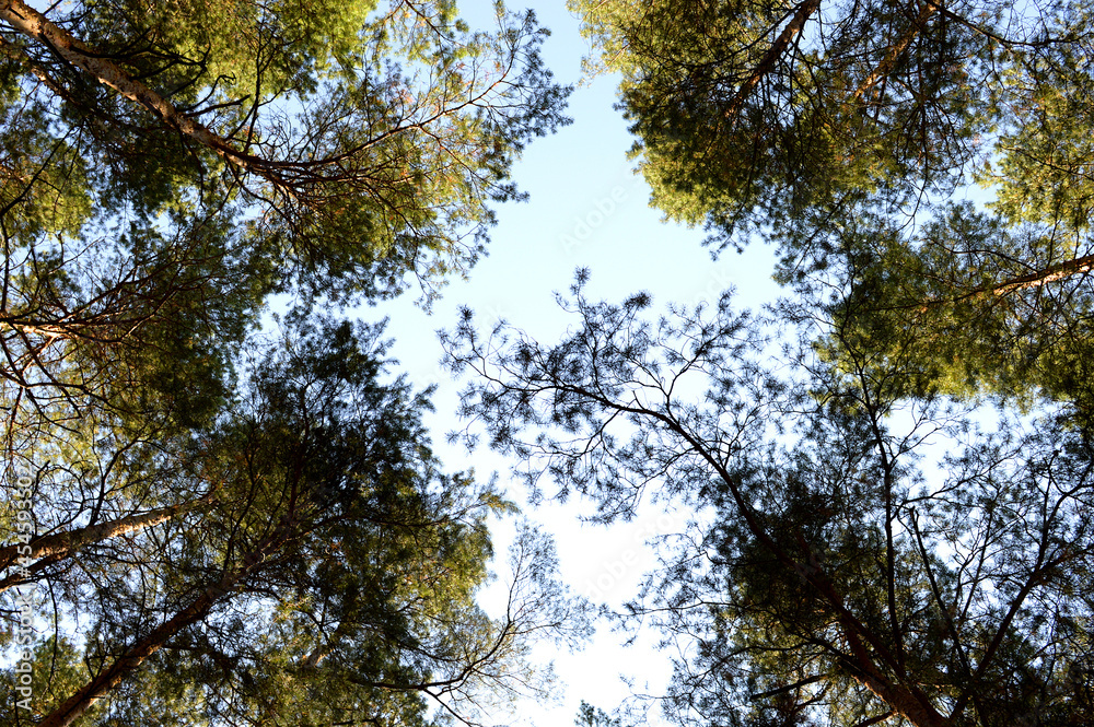 treetops in the forest. Photo of trees from below.